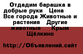 Отдадим барашка в добрые руки › Цена ­ 1 - Все города Животные и растения » Другие животные   . Крым,Щёлкино